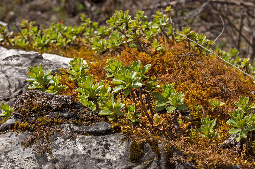 Изображение особи Aizopsis hybrida.