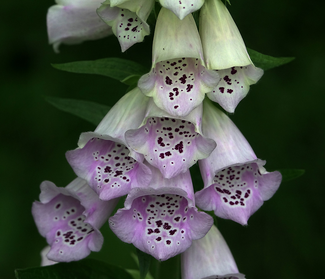 Image of Digitalis purpurea specimen.