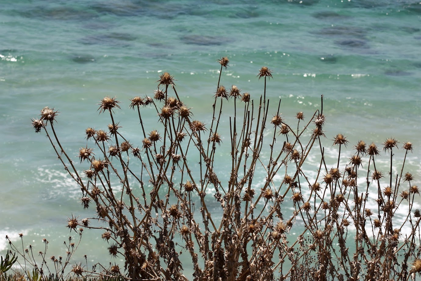 Image of Silybum marianum specimen.