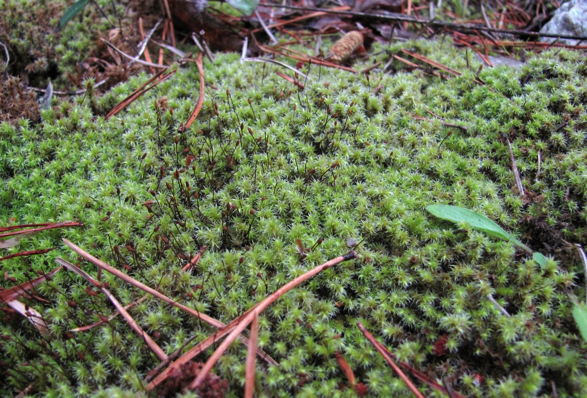 Image of genus Niphotrichum specimen.