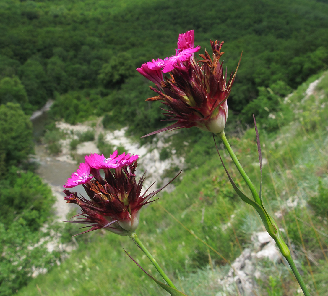 Изображение особи Dianthus capitatus.