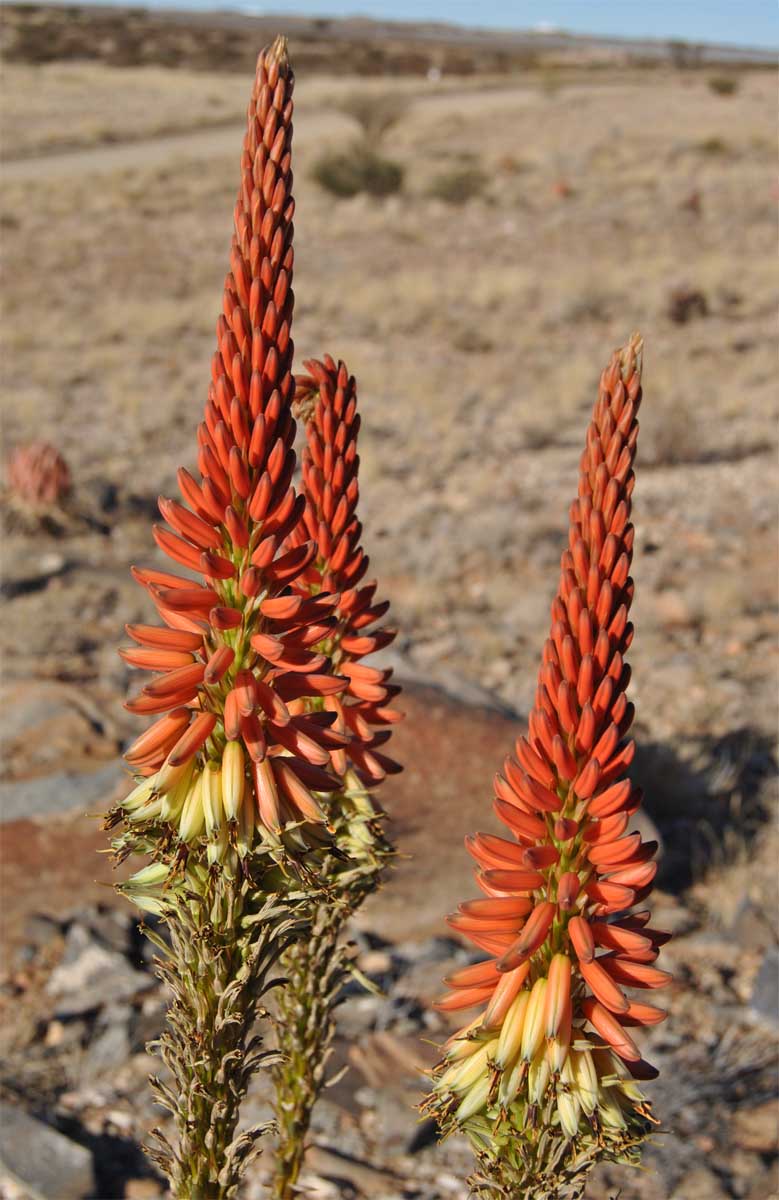 Image of Aloe gariepensis specimen.