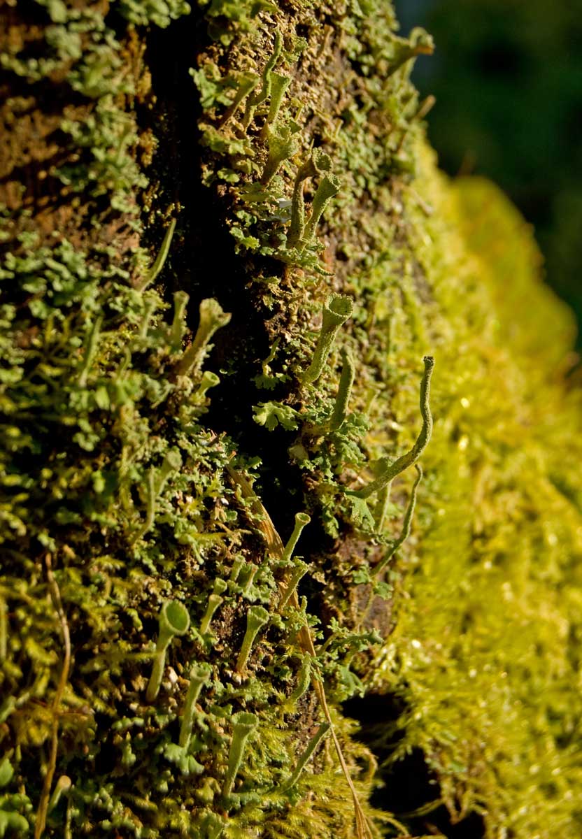 Image of genus Cladonia specimen.