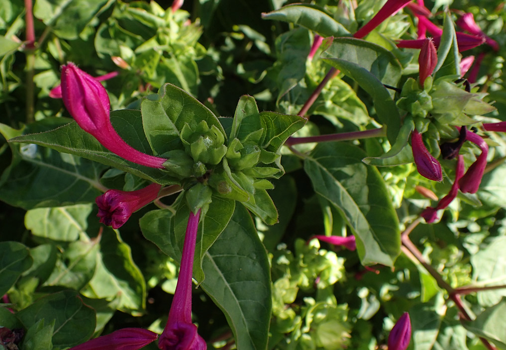 Image of Mirabilis jalapa specimen.