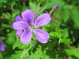 Geranium sylvaticum. Цветок. Беларусь, Гродненская обл., Новогрудский р-н, Кошелевский сельсовет, окр. дер. Чемеровка, Рутковский пригорок, опушка дубравы орешниково-разнотравной. 23.05.2017.