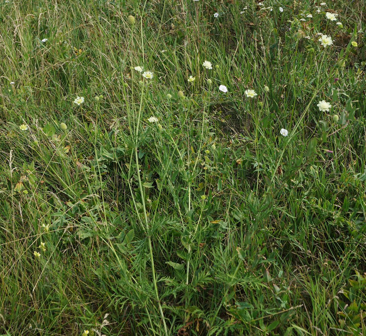 Image of Scabiosa ochroleuca specimen.