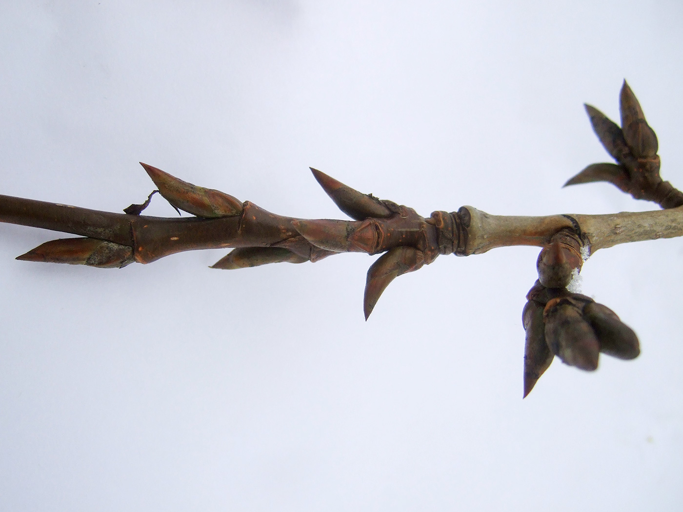 Image of Populus &times; rasumowskiana specimen.