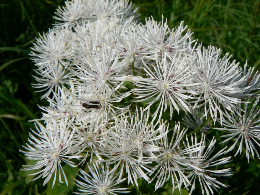 Image of Thalictrum contortum specimen.