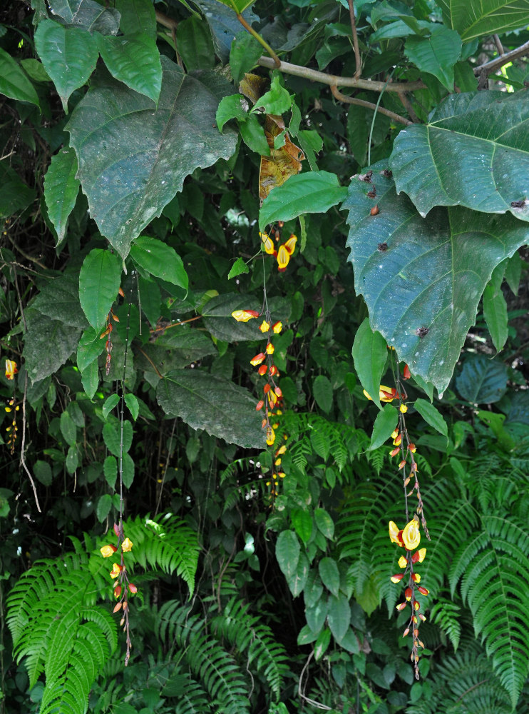 Image of Thunbergia mysorensis specimen.