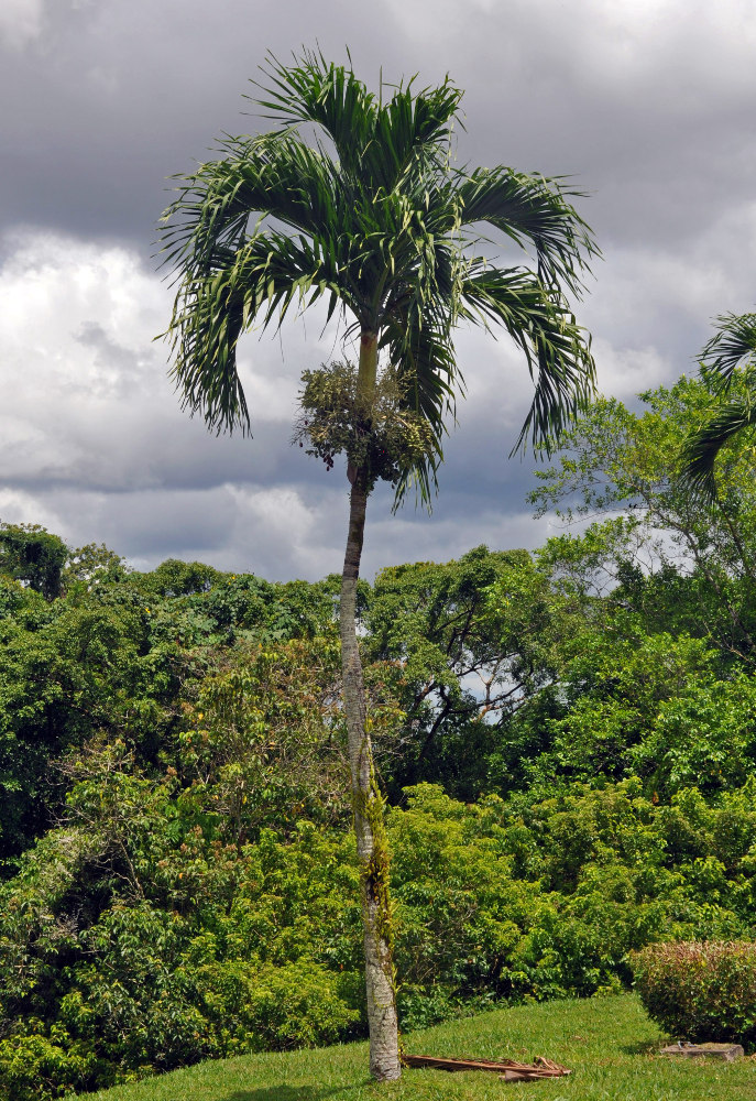 Image of Adonidia merrillii specimen.