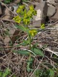 Euphorbia iberica. Цветущее растение. Северная Осетия, верхняя часть Куртатинского ущелья, окр. пос. Верхний Фиагдон. 06.05.2010.