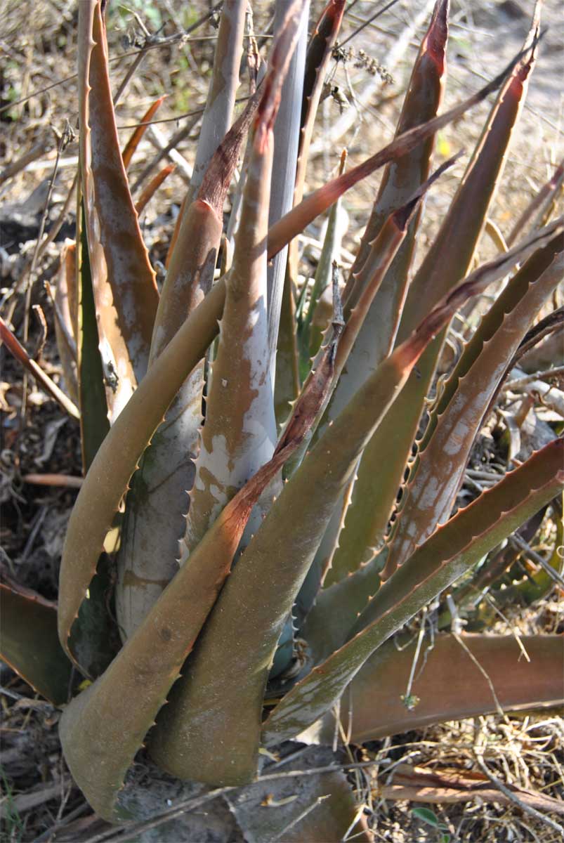 Image of Aloe vera specimen.