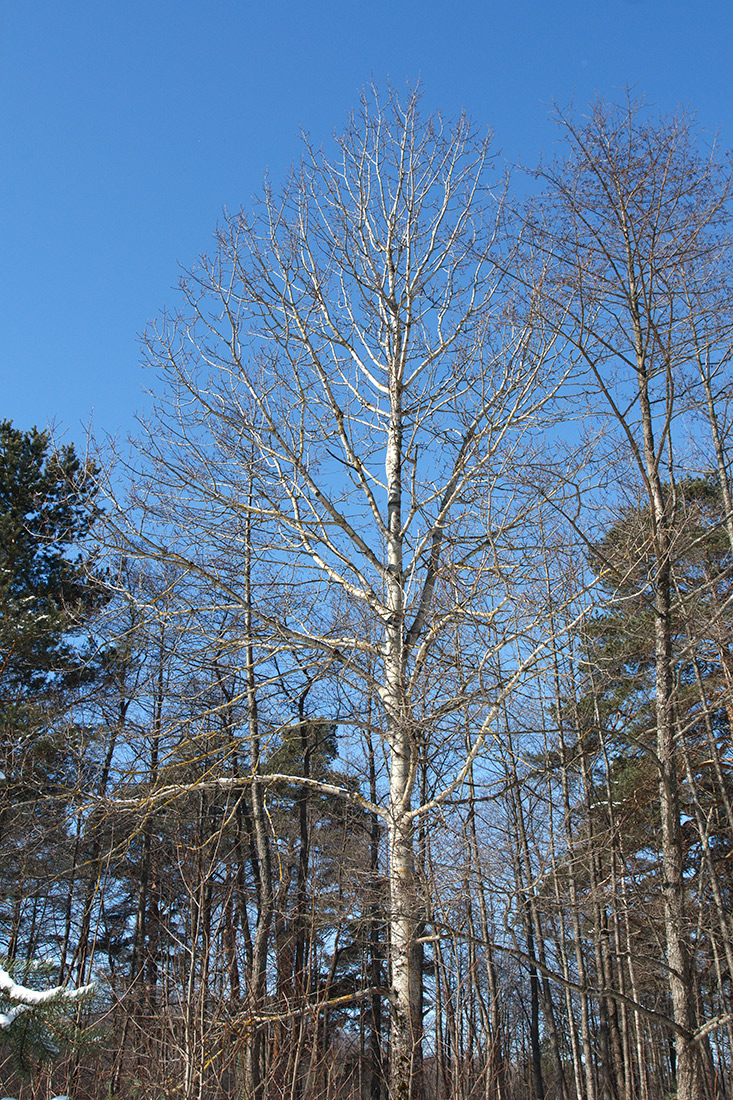 Image of Populus tremula specimen.