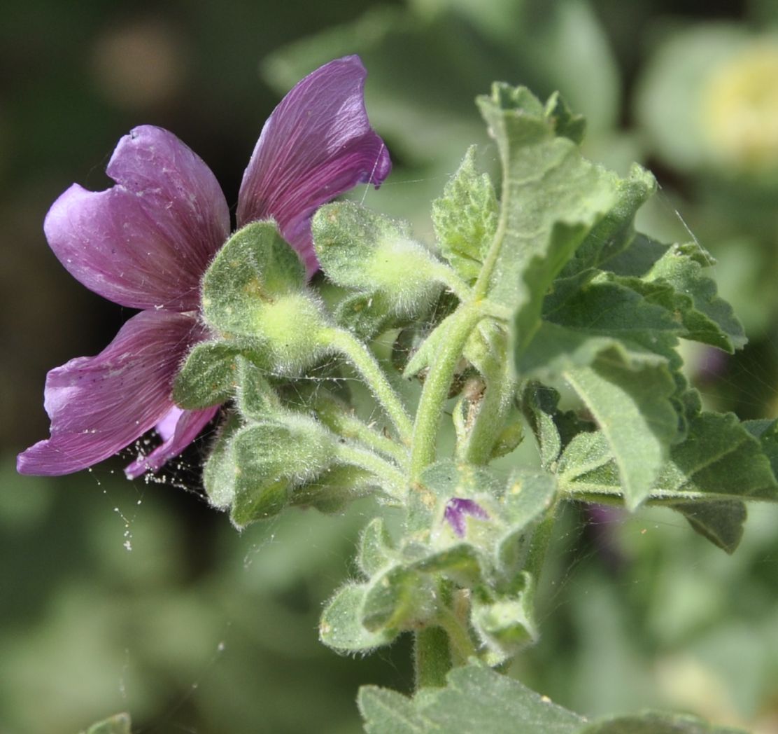 Image of Malva arborea specimen.