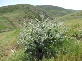 Salvia aethiopis. Зацветающее растение. Дагестан, г. о. Махачкала, окр. с. Талги, склон горы. 15.05.2018.