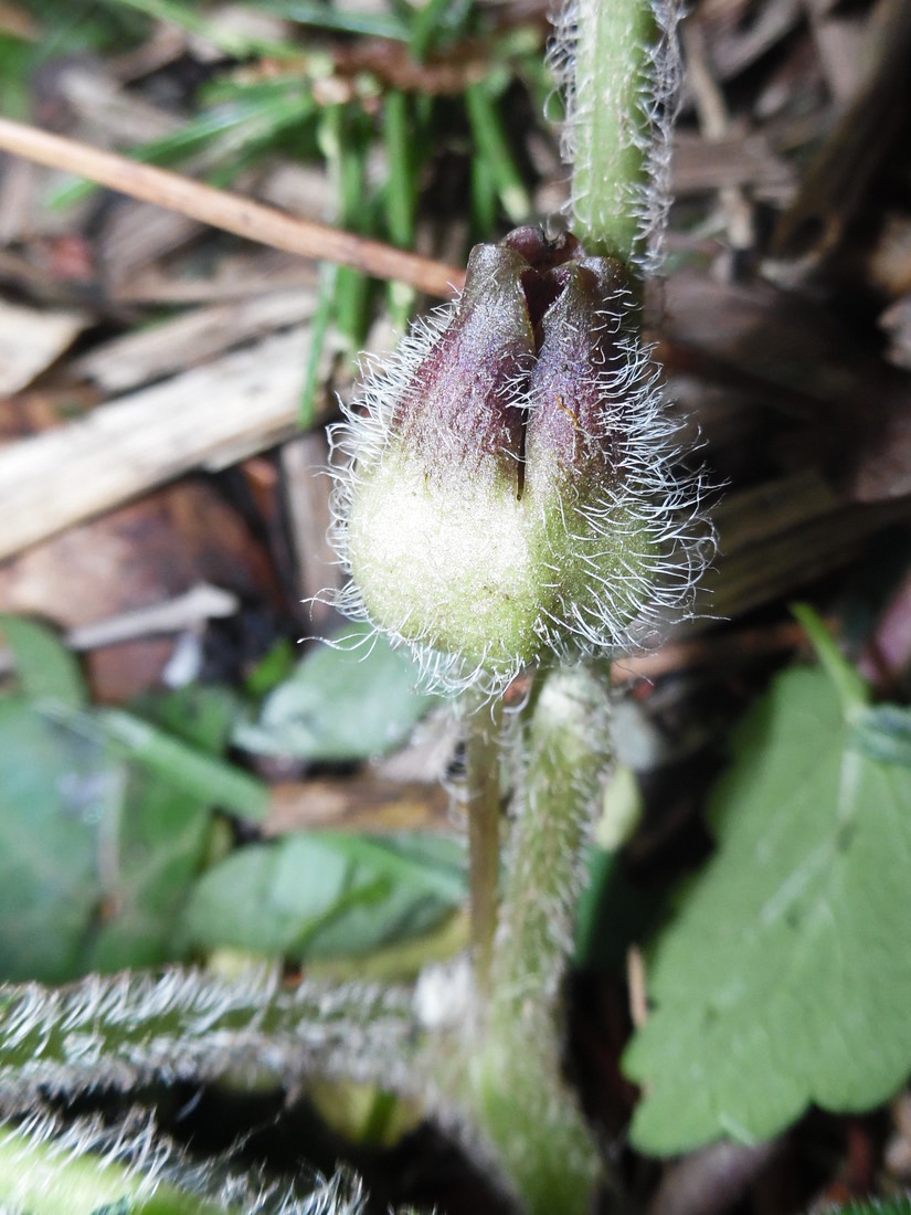 Image of Asarum europaeum specimen.