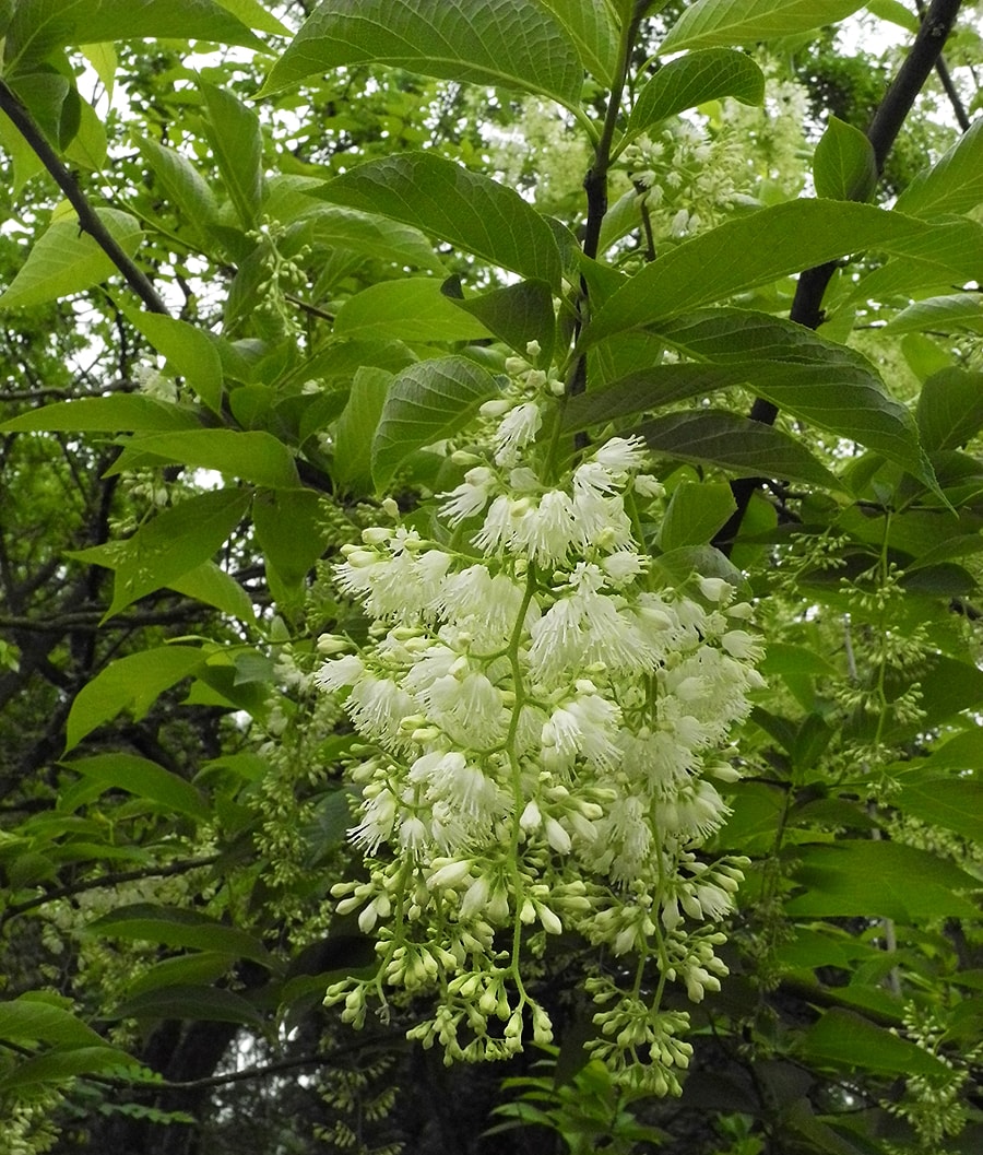 Image of Pterostyrax hispidus specimen.