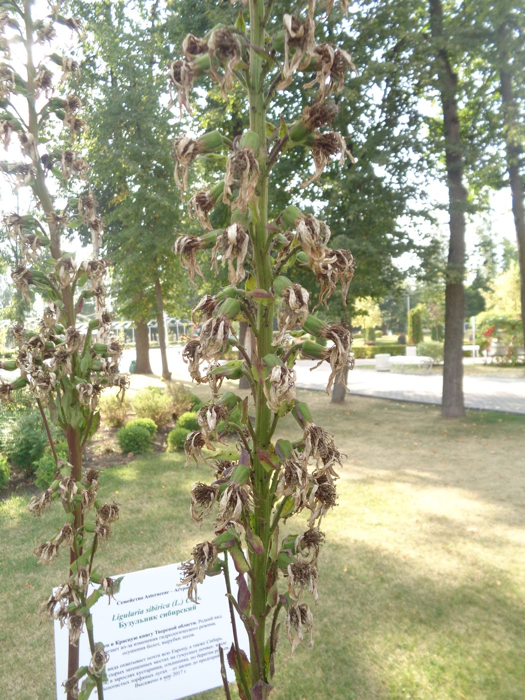 Image of Ligularia sibirica specimen.