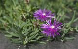 Delosperma cooperi