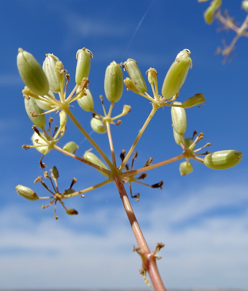 Image of Ferula lehmannii specimen.