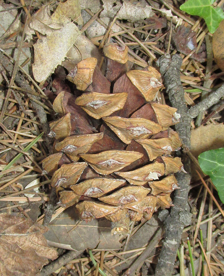 Image of Pinus bungeana specimen.