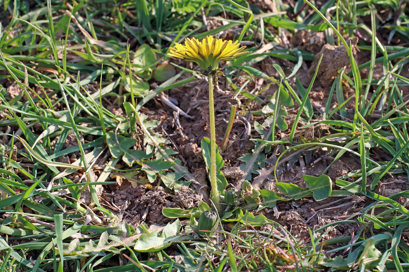 Image of Taraxacum monochlamydeum specimen.