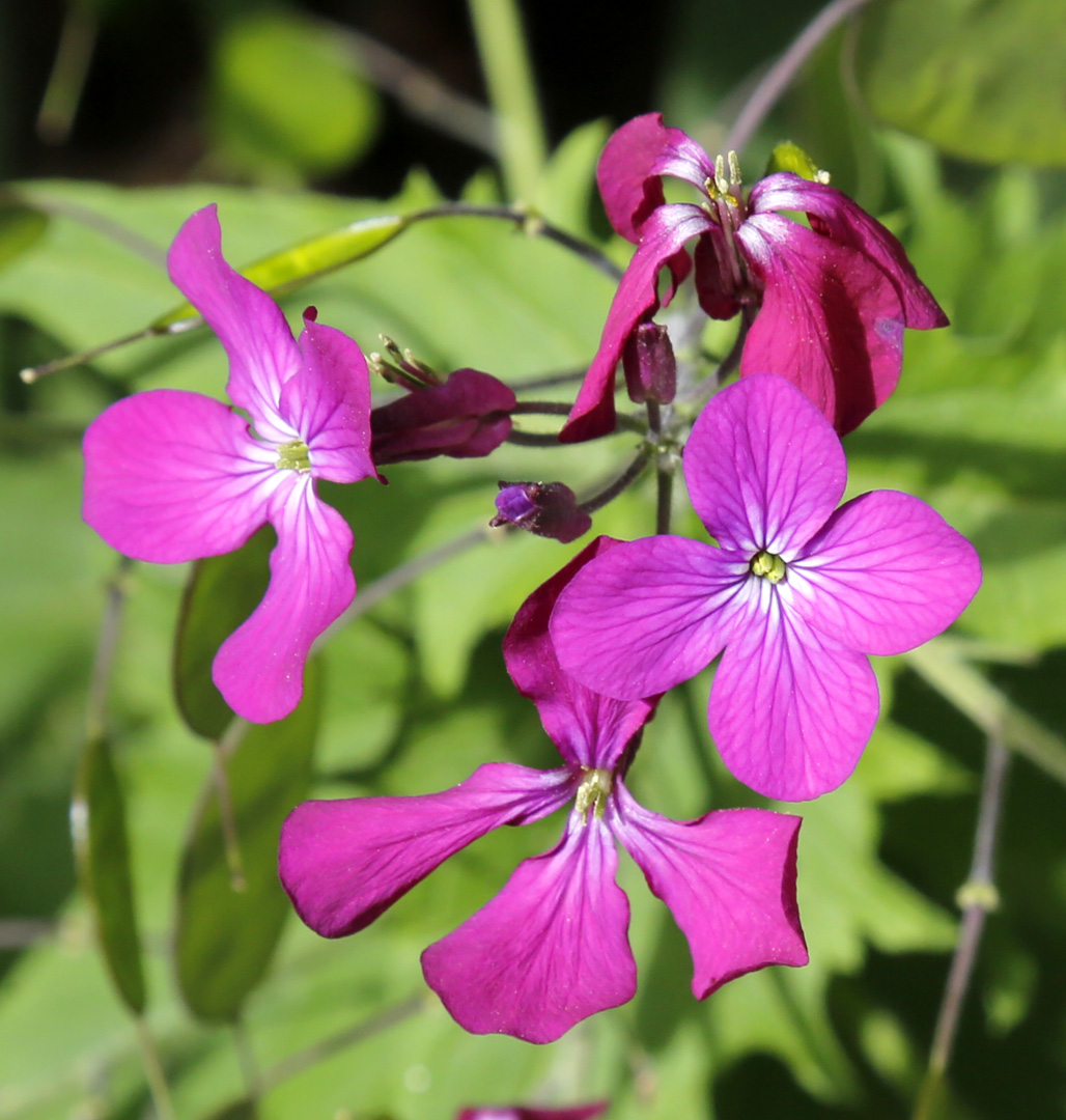 Image of Lunaria annua specimen.