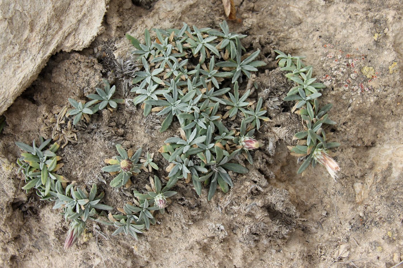 Image of Jurinea caespitosa specimen.