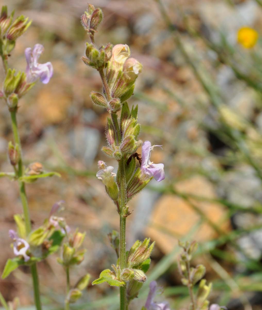 Image of Salvia willeana specimen.