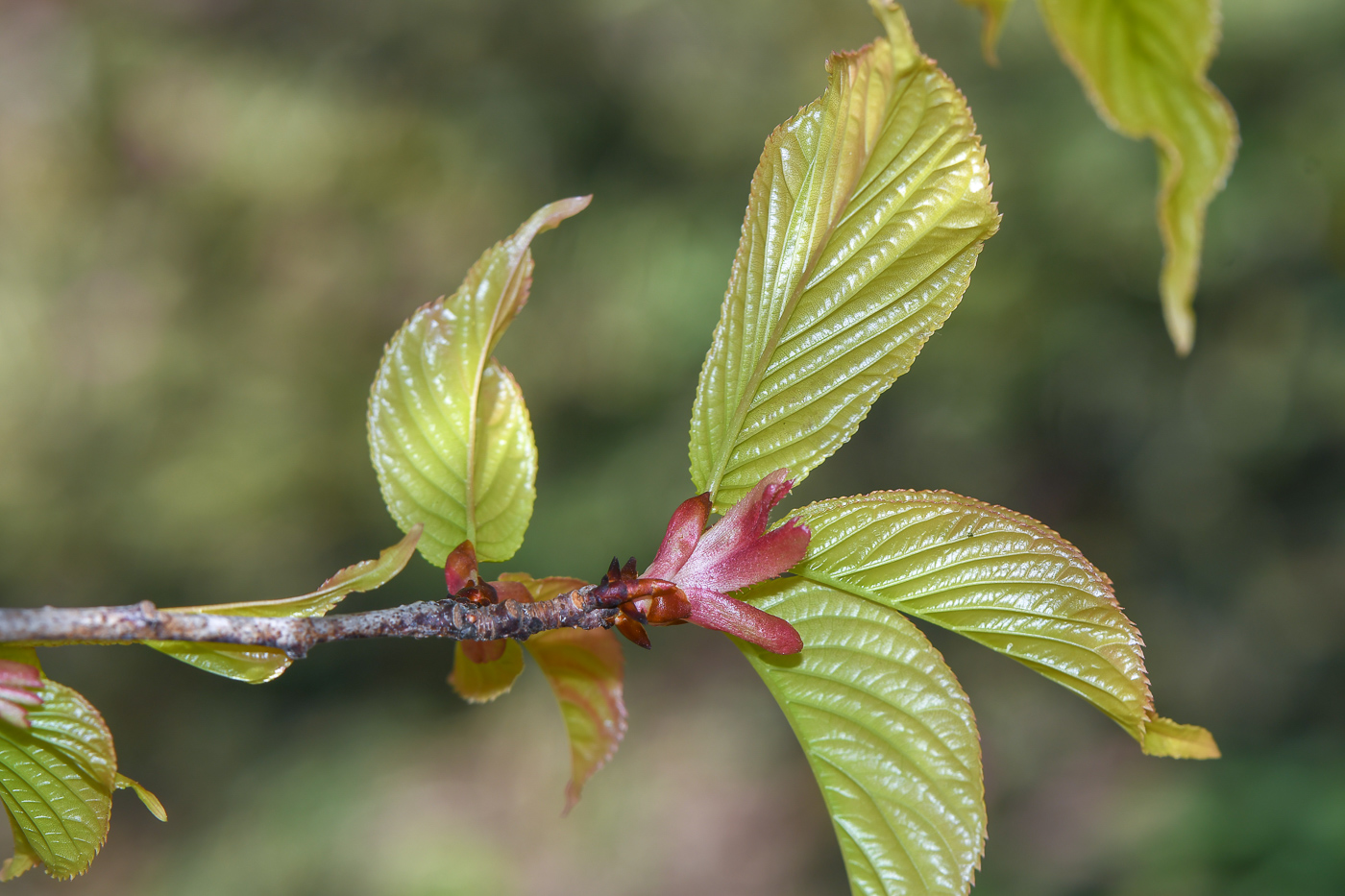 Image of Prunus campanulata specimen.