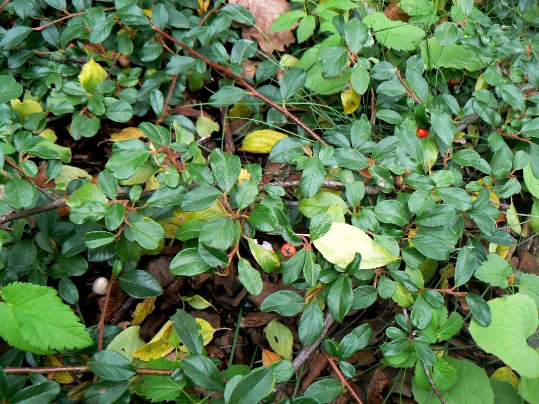 Image of Cotoneaster dammeri var. radicans specimen.