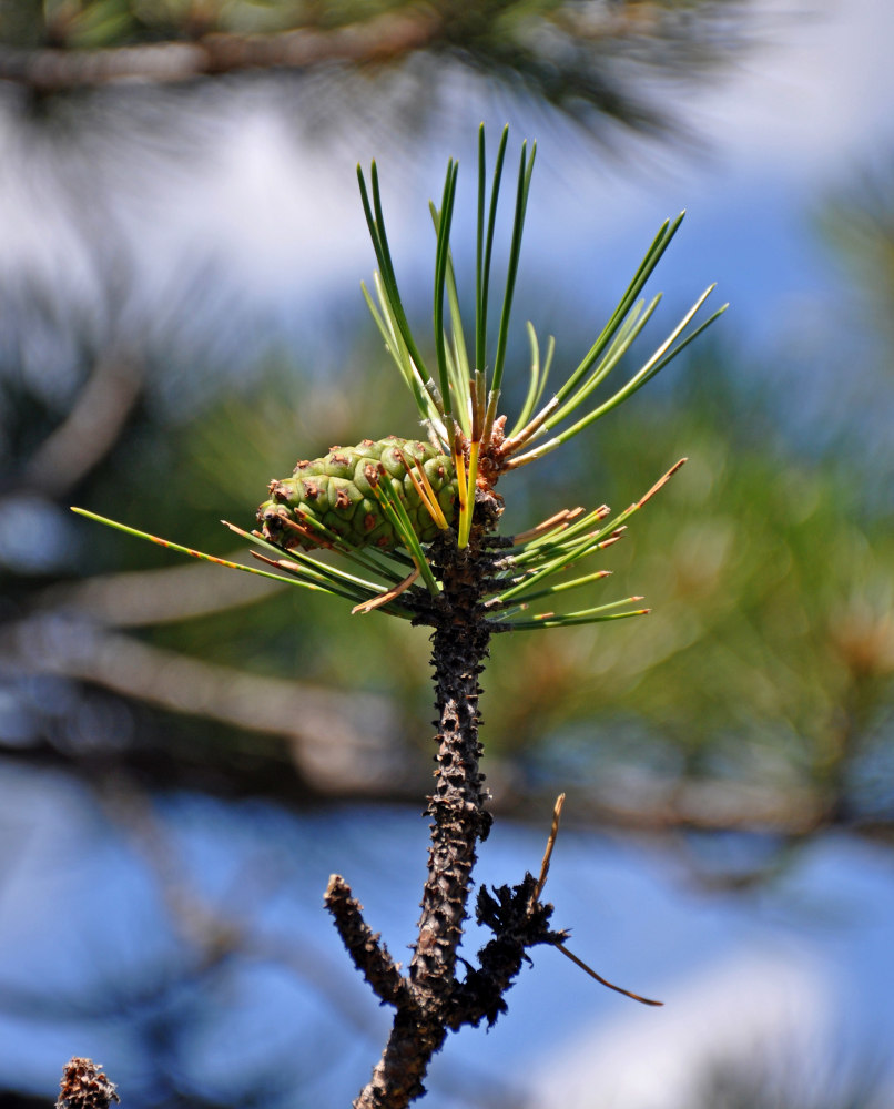 Image of genus Pinus specimen.