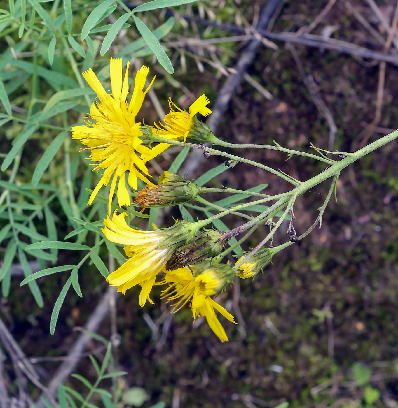 Image of Hieracium umbellatum specimen.