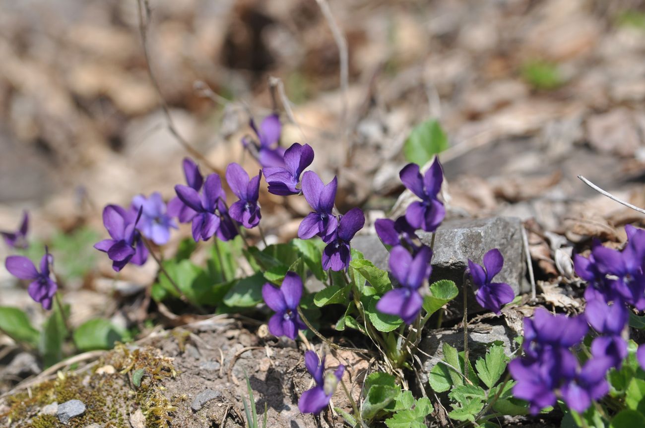 Image of genus Viola specimen.