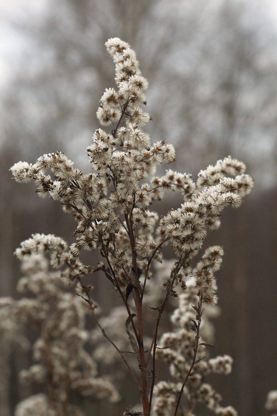 Image of Solidago canadensis specimen.