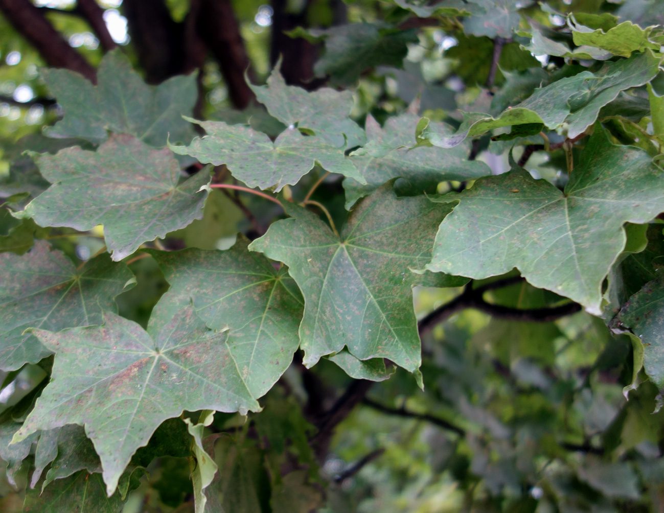 Image of Acer mayrii specimen.