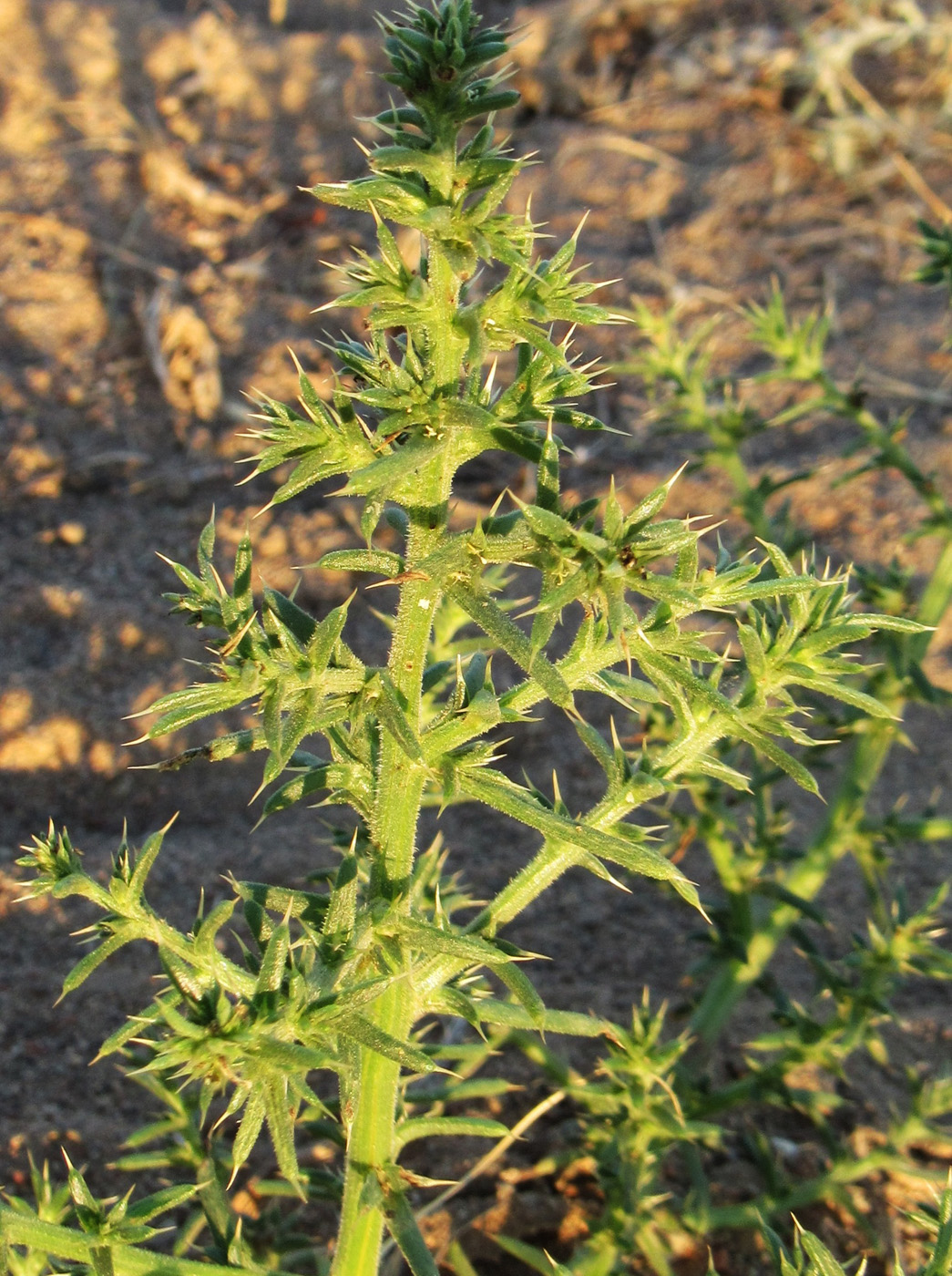 Image of Salsola tragus specimen.