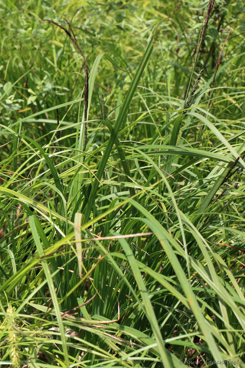 Image of Carex acuta specimen.