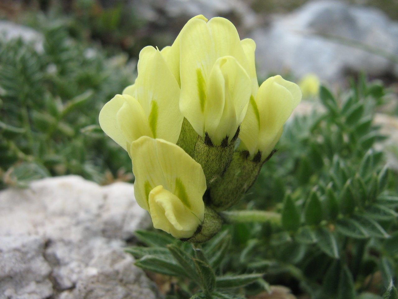 Изображение особи Oxytropis campestris.