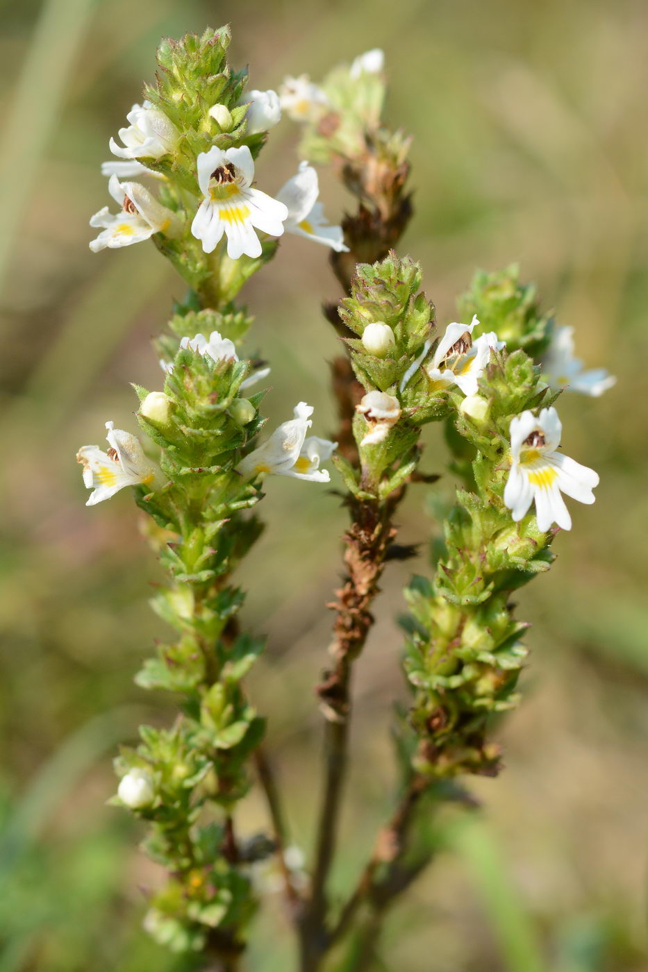 Image of Euphrasia brevipila specimen.