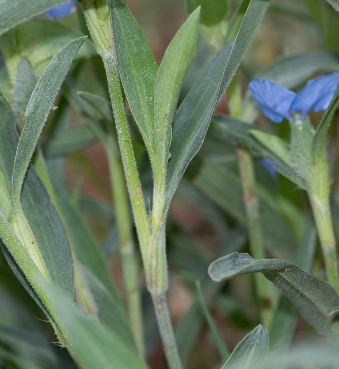 Image of Commelina erecta ssp. livingstonii specimen.