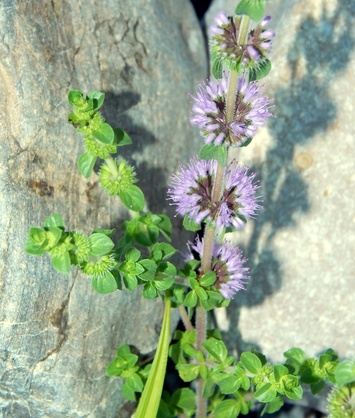 Изображение особи Mentha pulegium.