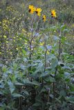 Helianthus tuberosus. Верхушки цветущих растений. Республика Алтай, Чемальский р-н, степь на границе с пастбищем недалеко от с. Чемал. 13.09.2010.