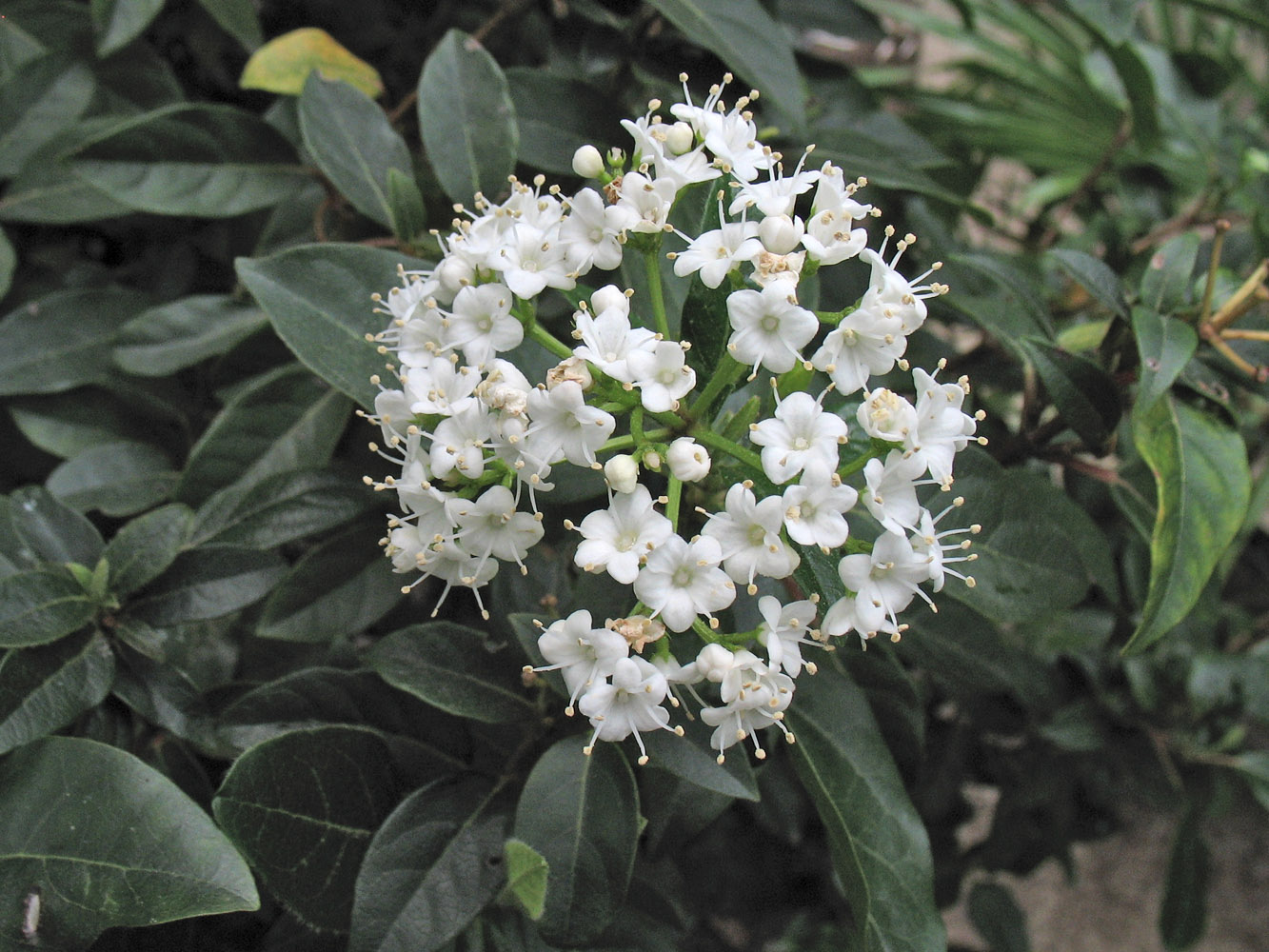 Image of Viburnum tinus specimen.