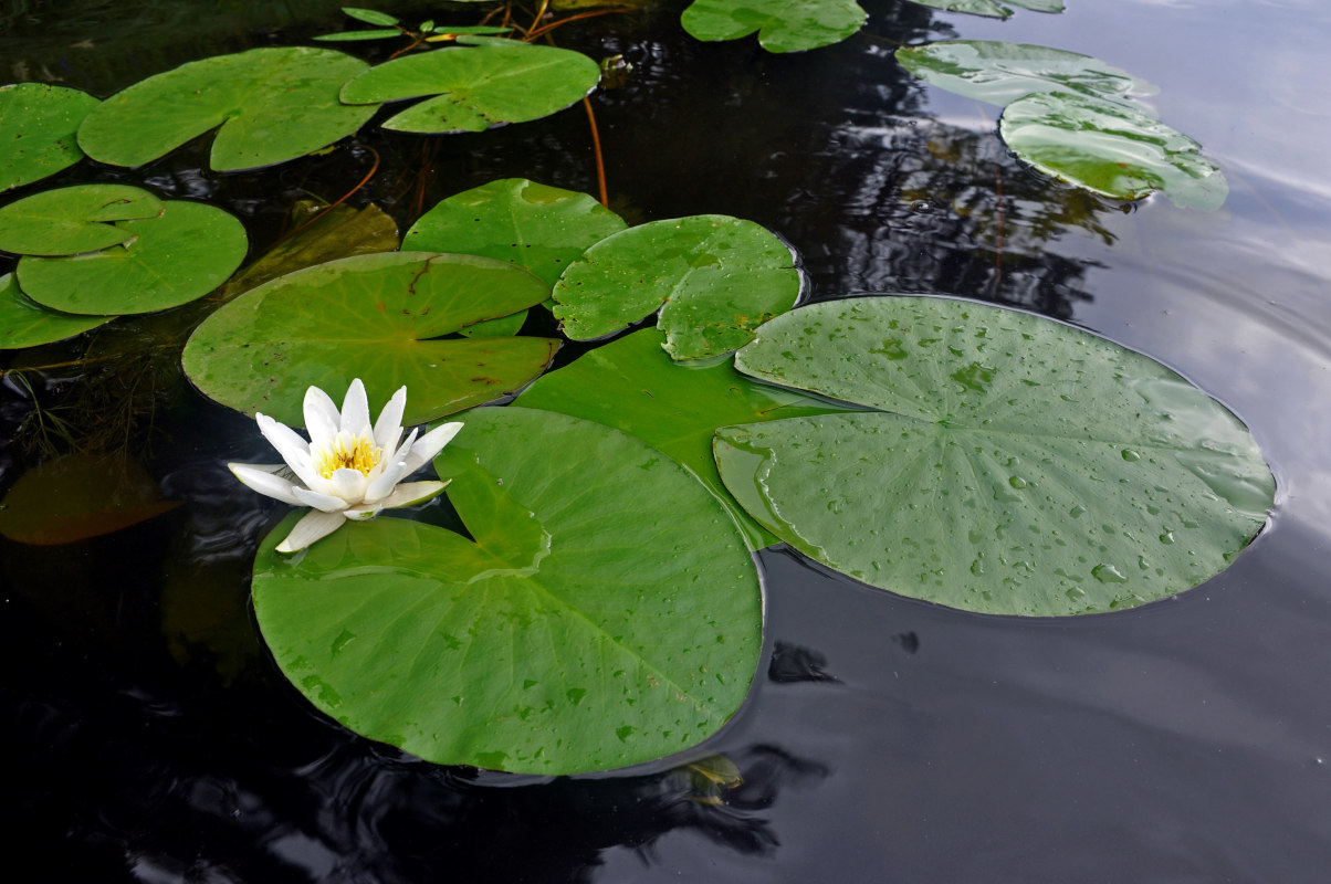 Изображение особи Nymphaea candida.