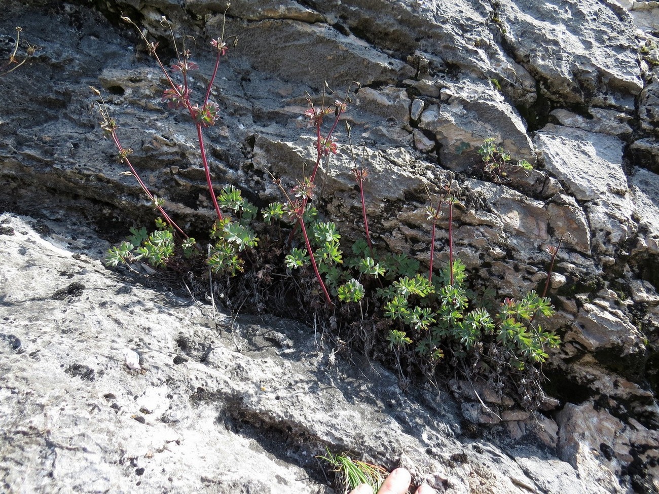 Image of Aquilegia tuvinica specimen.