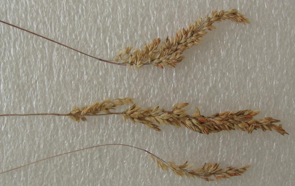 Image of familia Poaceae specimen.