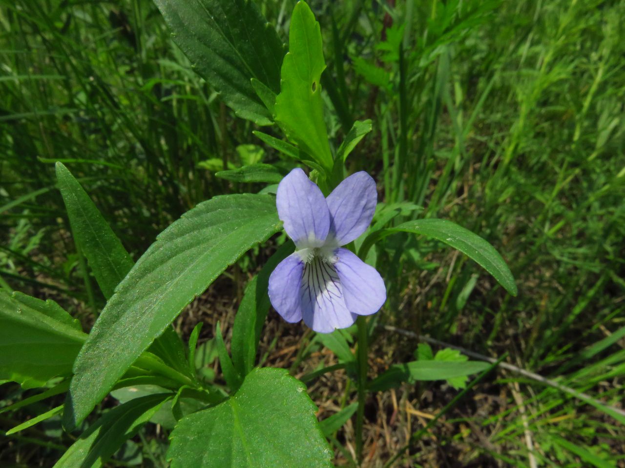 Изображение особи Viola pumila.