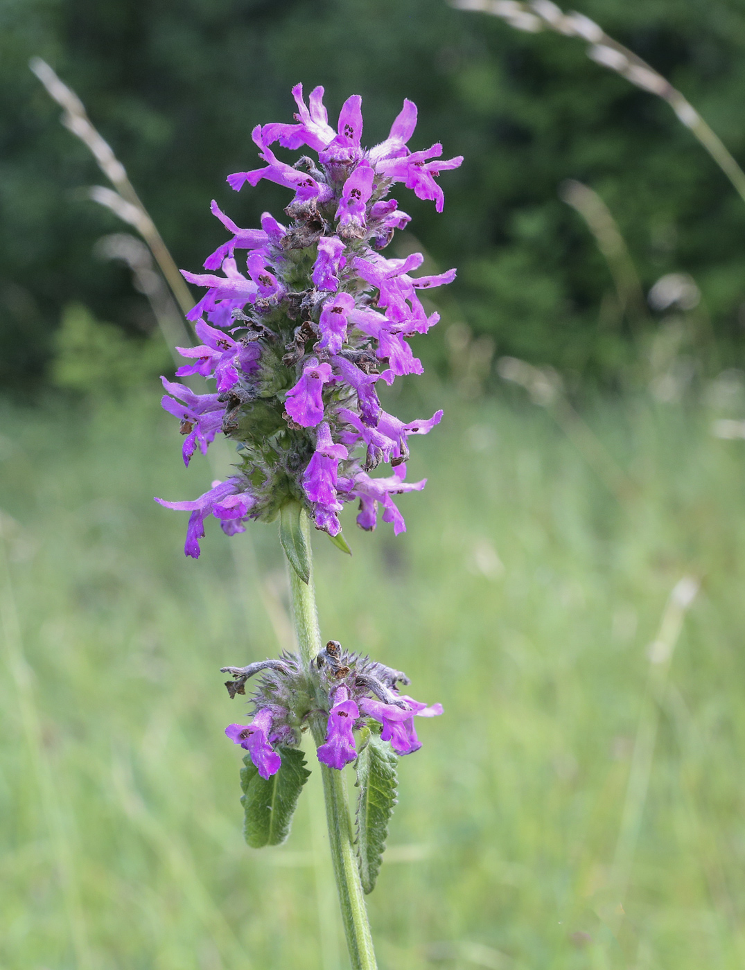 Image of Betonica officinalis specimen.