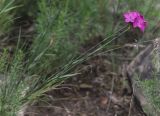 genus Dianthus. Цветущее растение. Карачаево-Черкесия, Малокарачаевский р-н, долина р. Хасаут, около 1800 м н.у.м., скальный выход в субальпийском поясе. 09.07.2021.